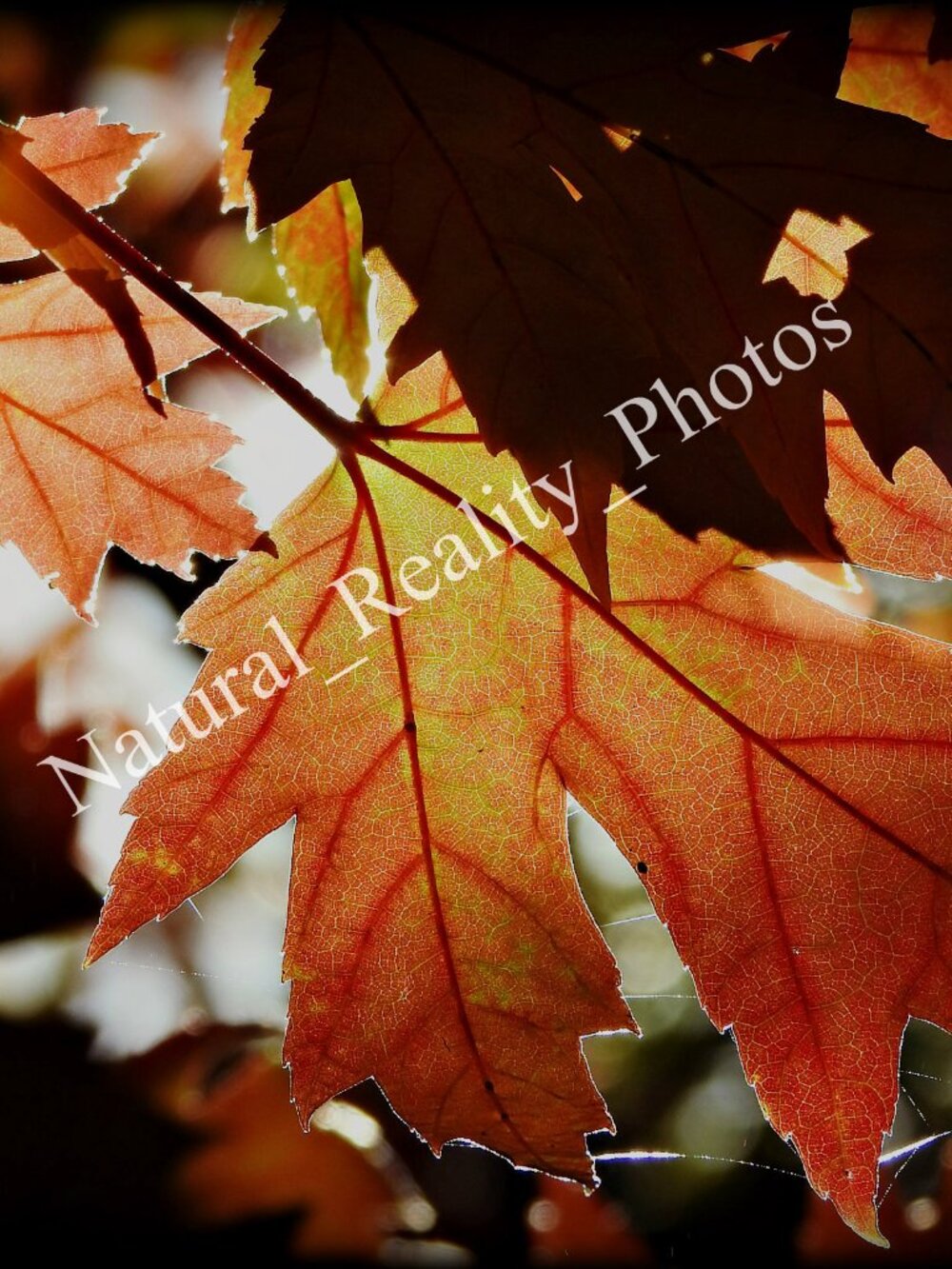 2/$13 Matted Photography Autumn Leaf Close Up, 8x10 - Picture 2 of 4
